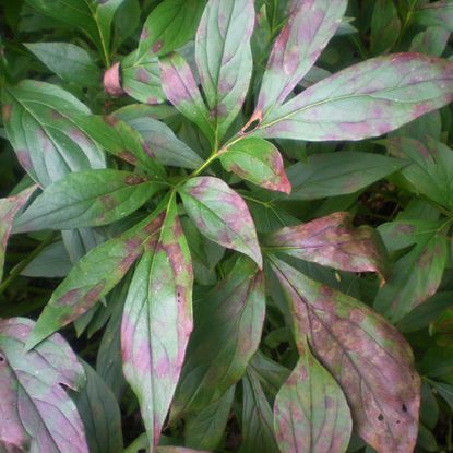 Close up of peony diseases on leaves