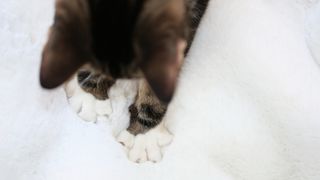 View from above of a happy tabby cat kneading its paws on a soft white blanket.