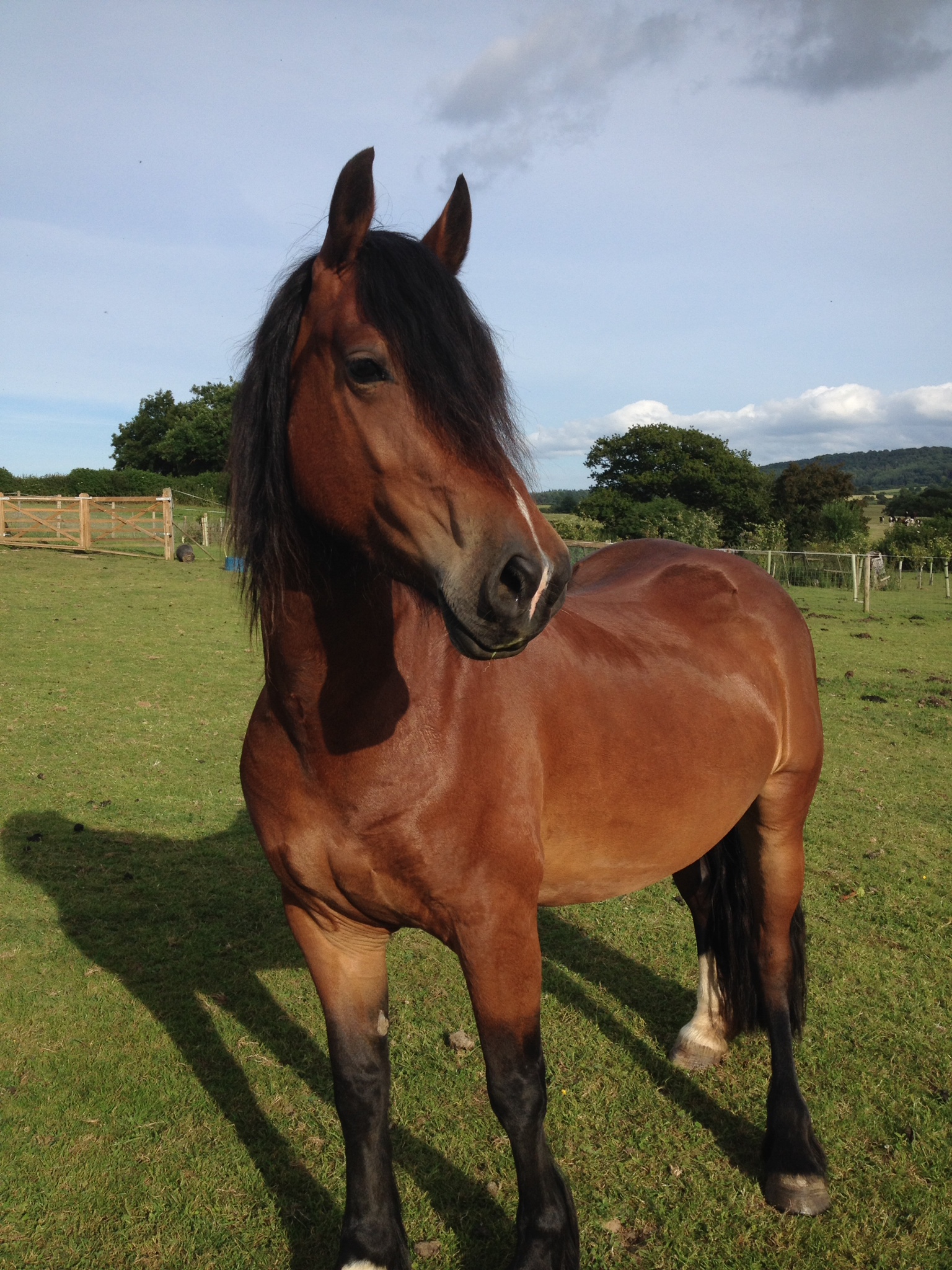 World-Horse-Welfare-Lynbrie-Brenhins-1.jpeg