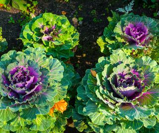 purple cabbage growing in backyard veg patch