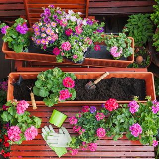 Gardening, different spring and summer flowers, flower box and gardening tools on garden table