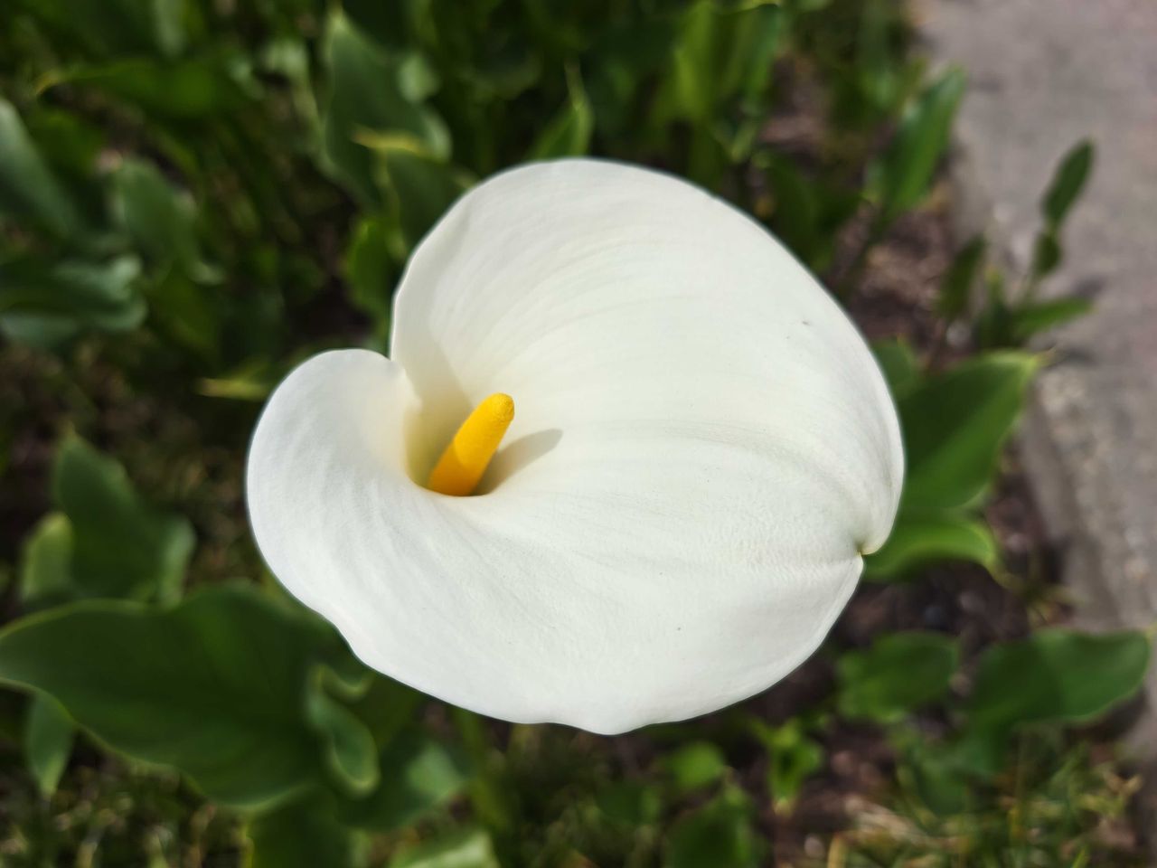 A white flower