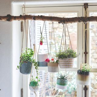 Hanging houseplants in front of a window