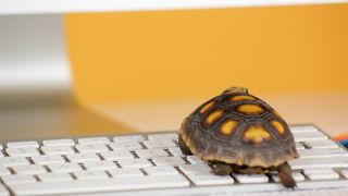 A photo of turtle on a computer keyboard