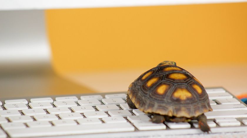 A photo of turtle on a computer keyboard