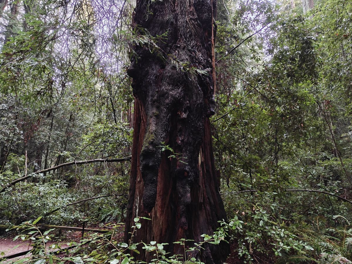 Redwood tree shot by OnePlus 13R