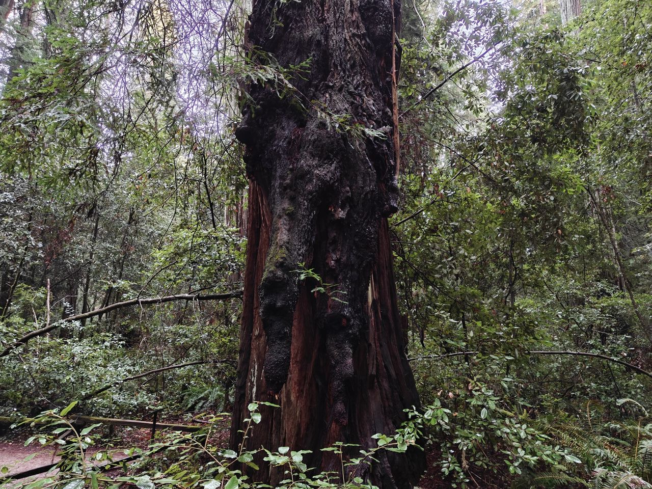 Redwood tree shot by OnePlus 13R