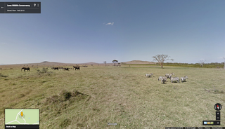 Zebras and elephants graze near each other in this image from Google Street View, captured at the Lewa Wildlife Conservancy in Kenya.