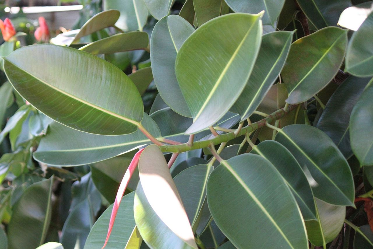 Rubber Tree Plant