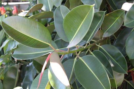 Rubber Tree Plant