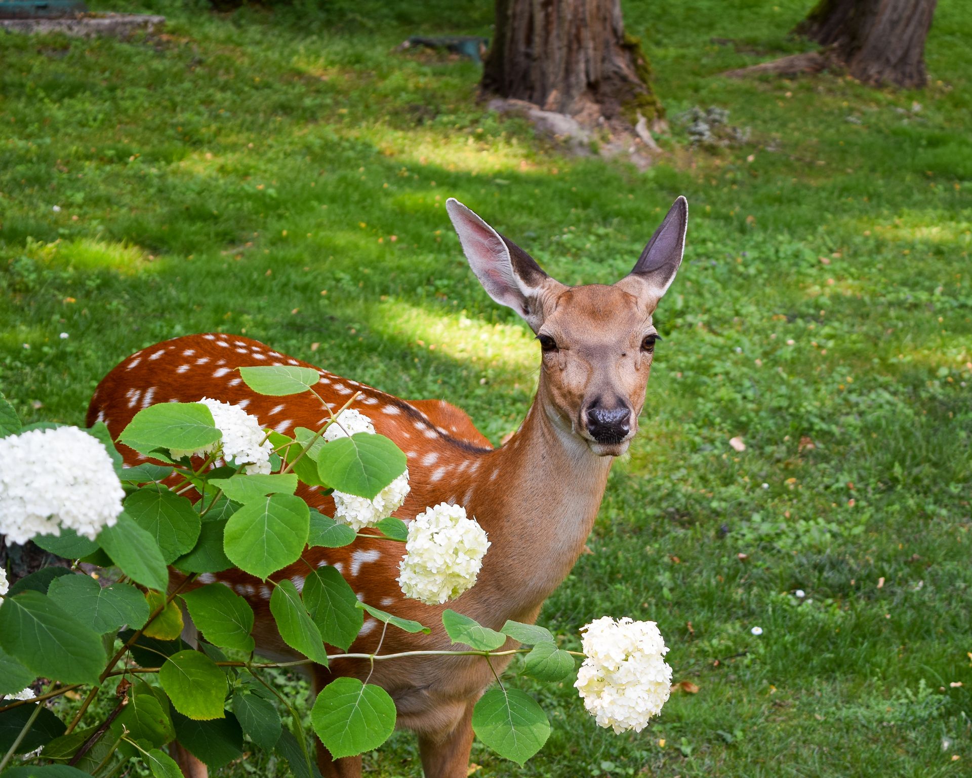Hydrangea And Deer