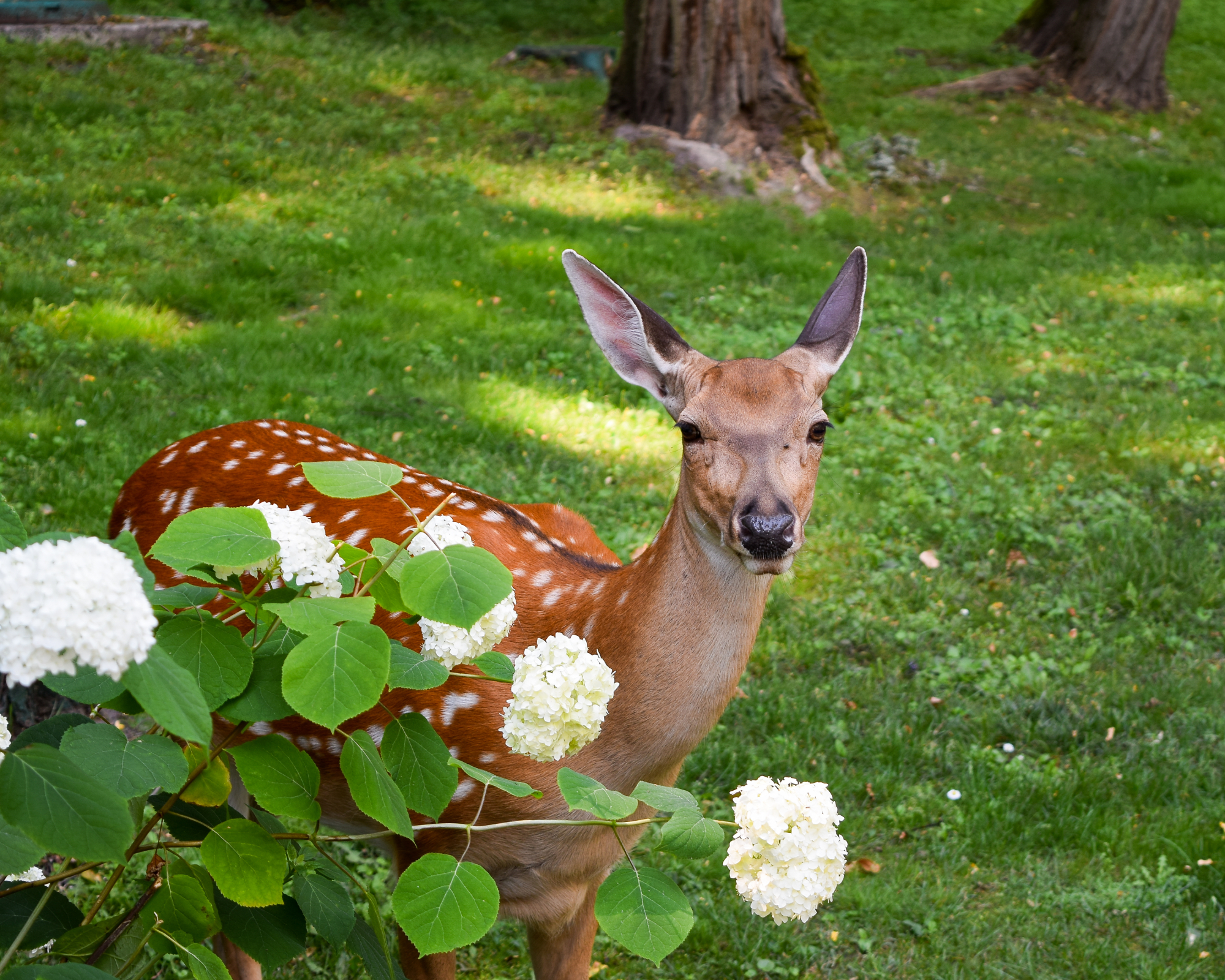 Deer standing next to hydrangea bush