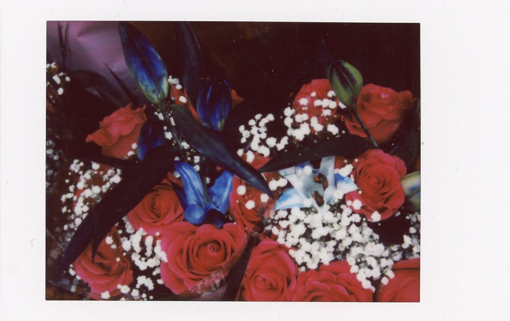 A photograph of red and white flowers taken on the Fujifilm Instax mini 99 using the neutral filter.
