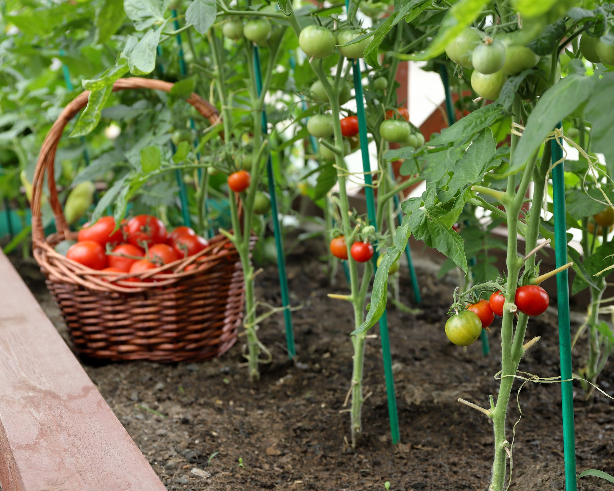In greenhouse ripe red and green tomatoes are growing on a vines with their lower leaves stripped off