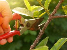 Pruning Of A Tree Branch