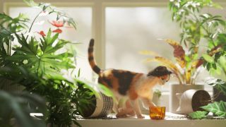 Cat knocking things off shelf