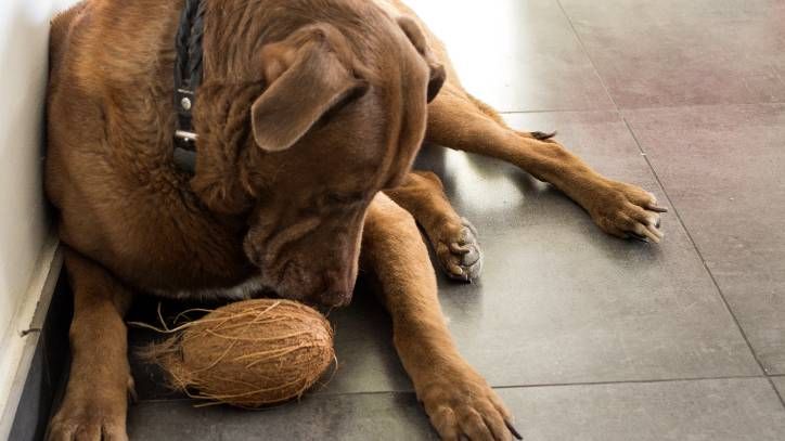 coconut oil for dogs