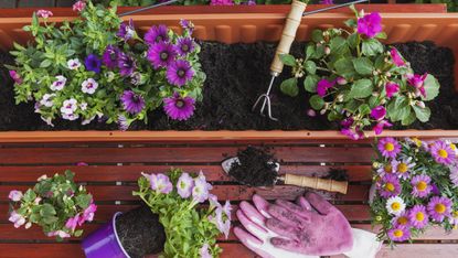 best plants for window boxes: planting a window box