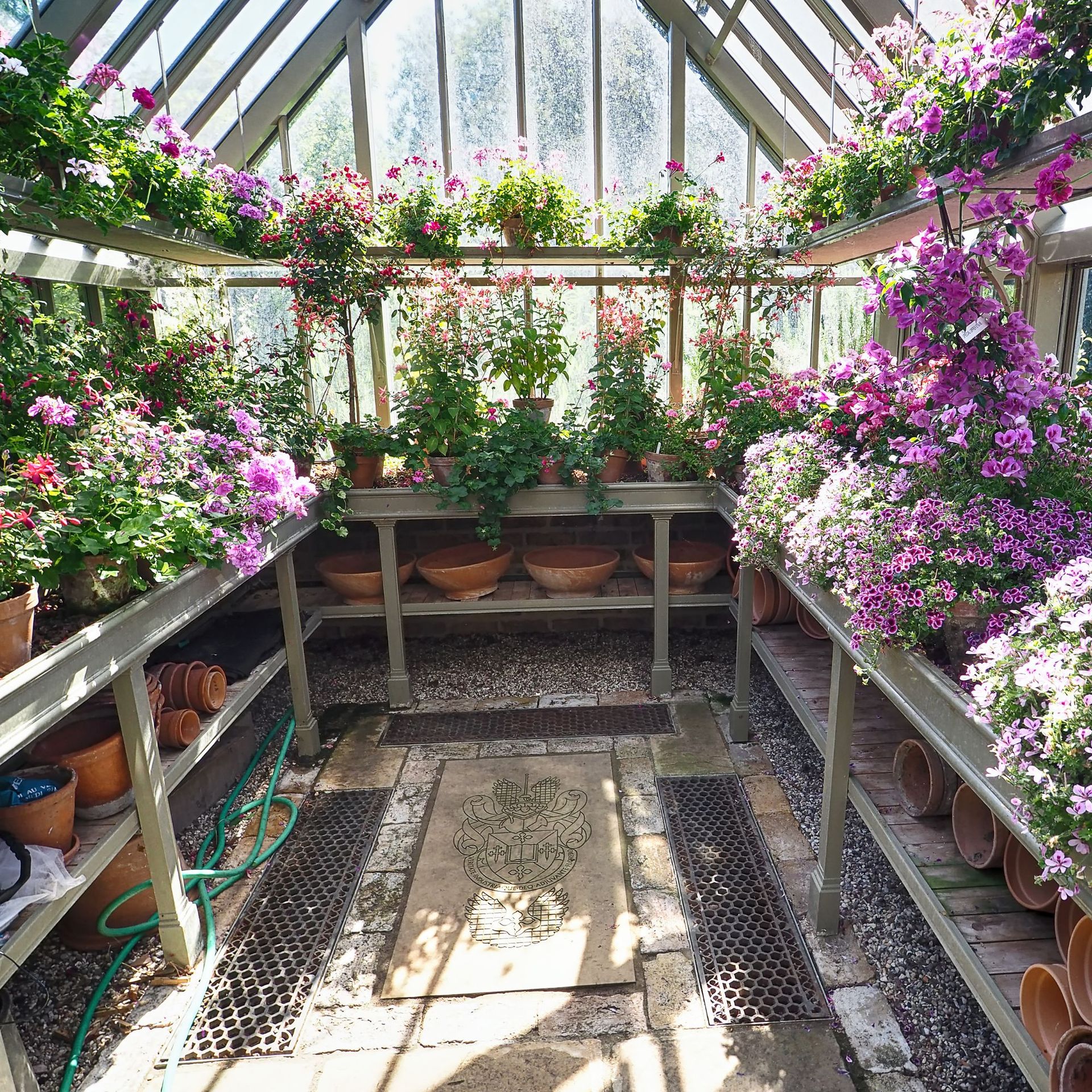 A greenhouse full of geraniums for overwintering