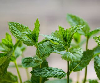Close up of mint plants