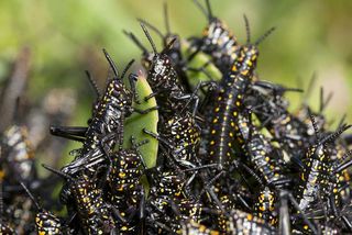 a swarm of locusts