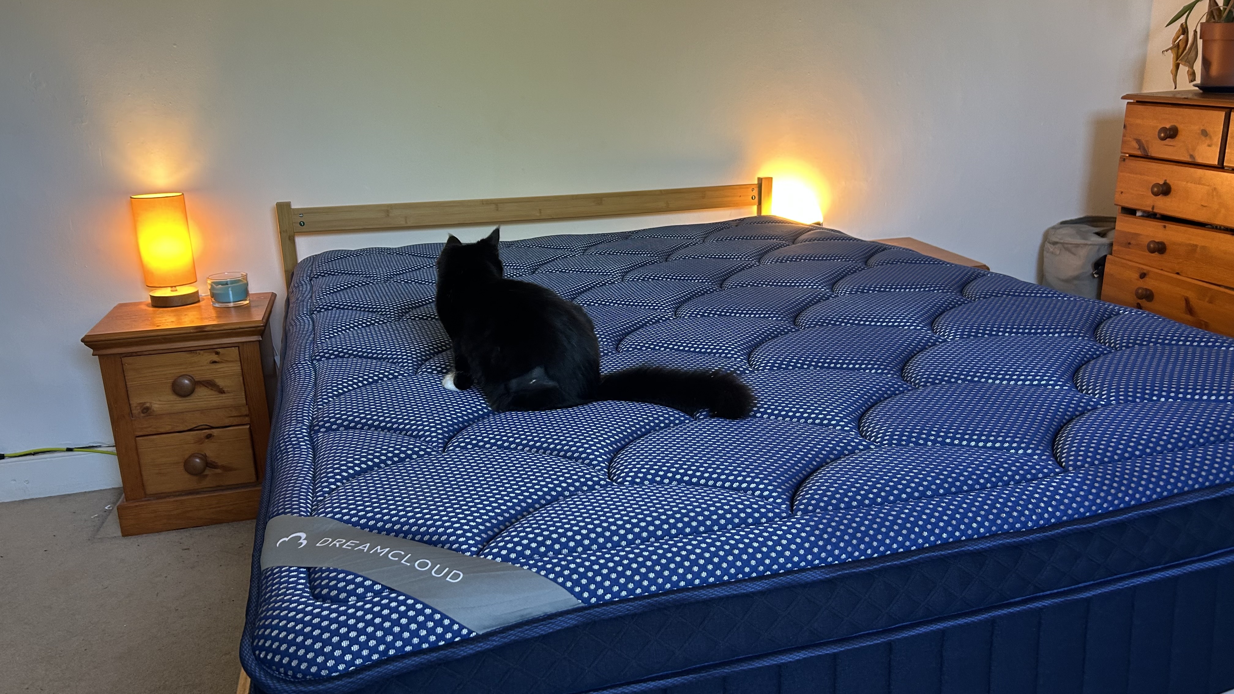A black cat sitting on the DreamCloud Luxe Memory Foam mattress