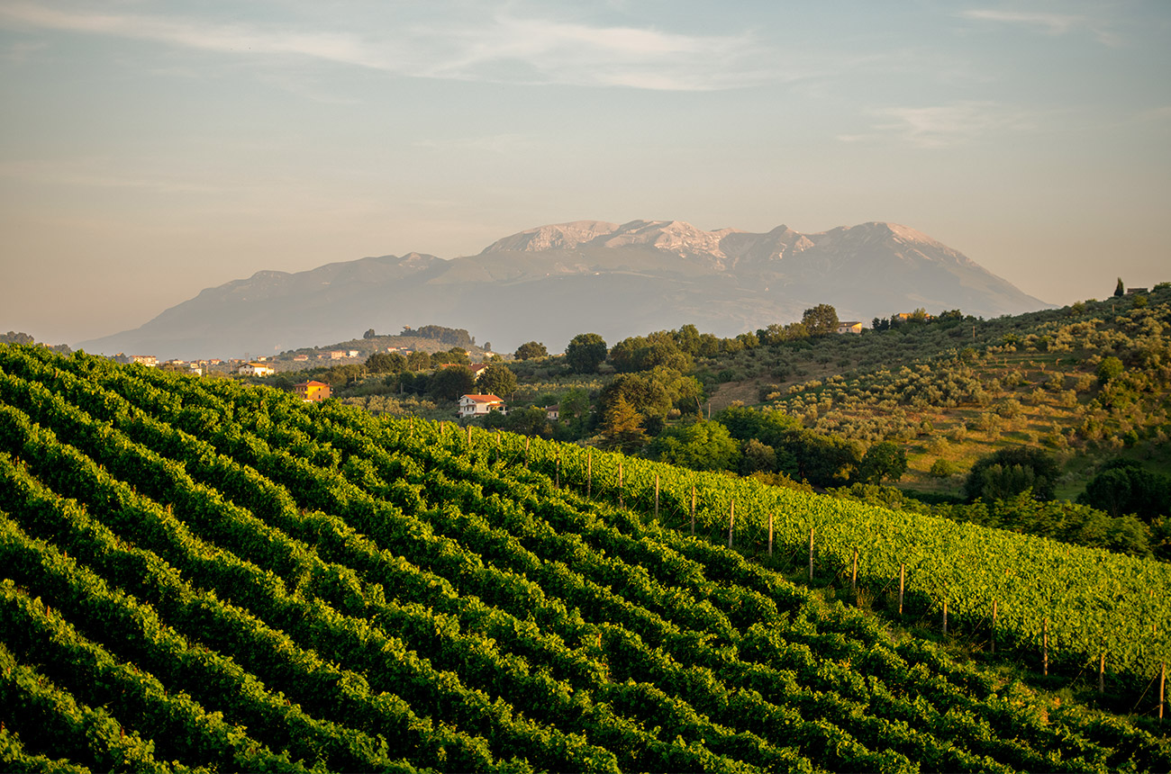 Vineyards in Abruzzo, Italy.
