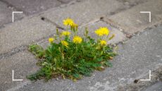 picture of dandelions growing through pavement in garden