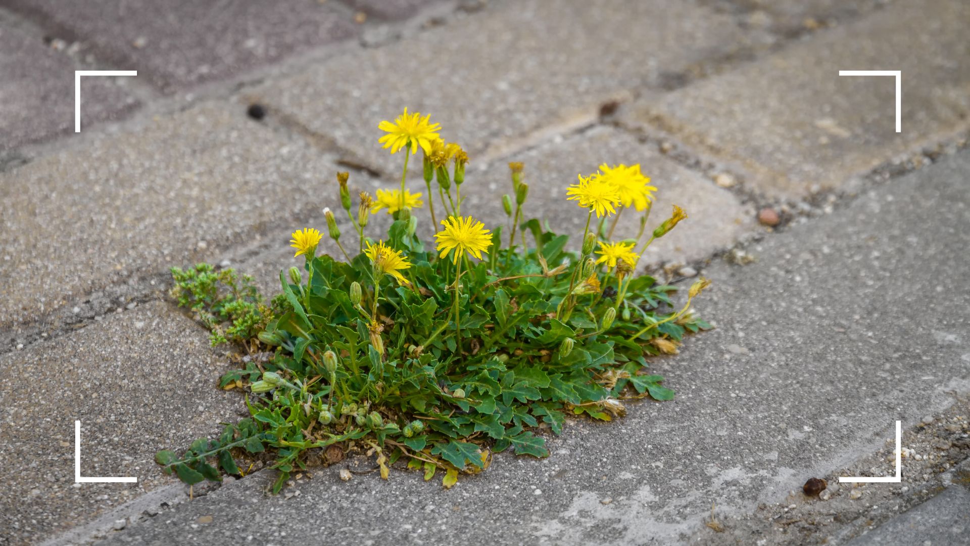 picture of dandelions growing through pavement in garden