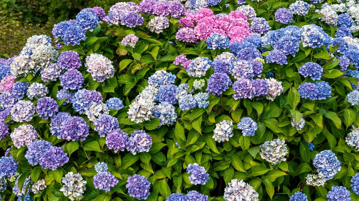 How to prune hydrangeas and when you should do it Tom's Guide
