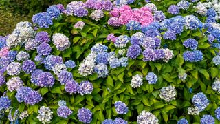 mophead hydrangeas