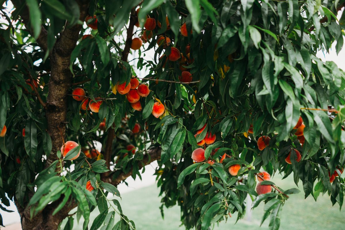 Comment faire pousser un pêcher dans votre jardin 