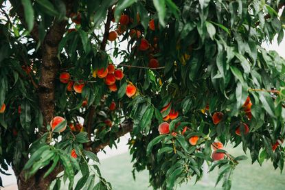 peaches on a peach tree