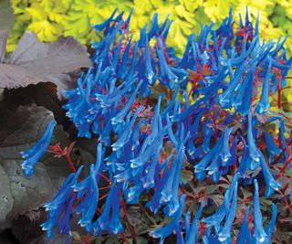 Corydalis 'Blue Heron' plant