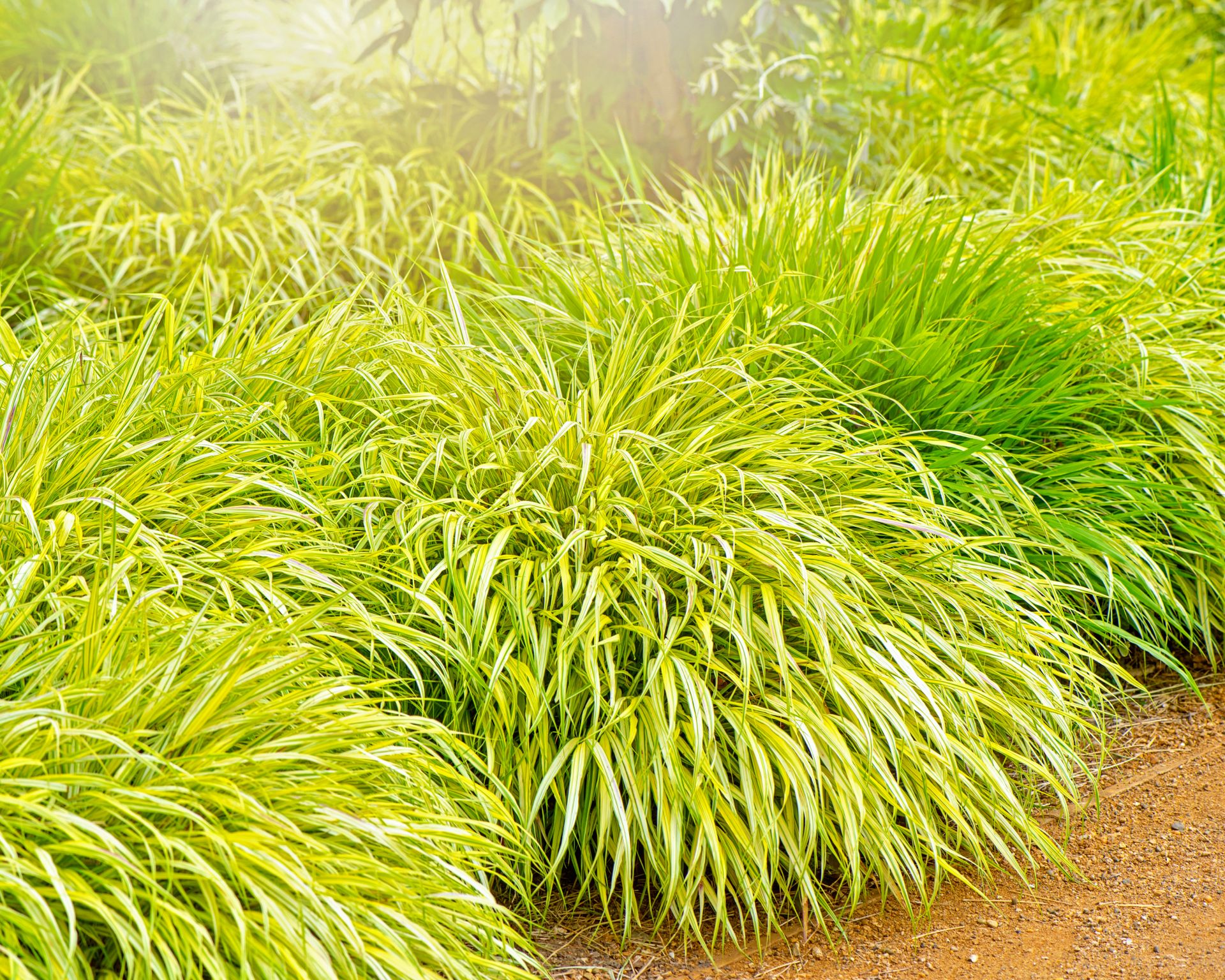 golden Japanese forest grass