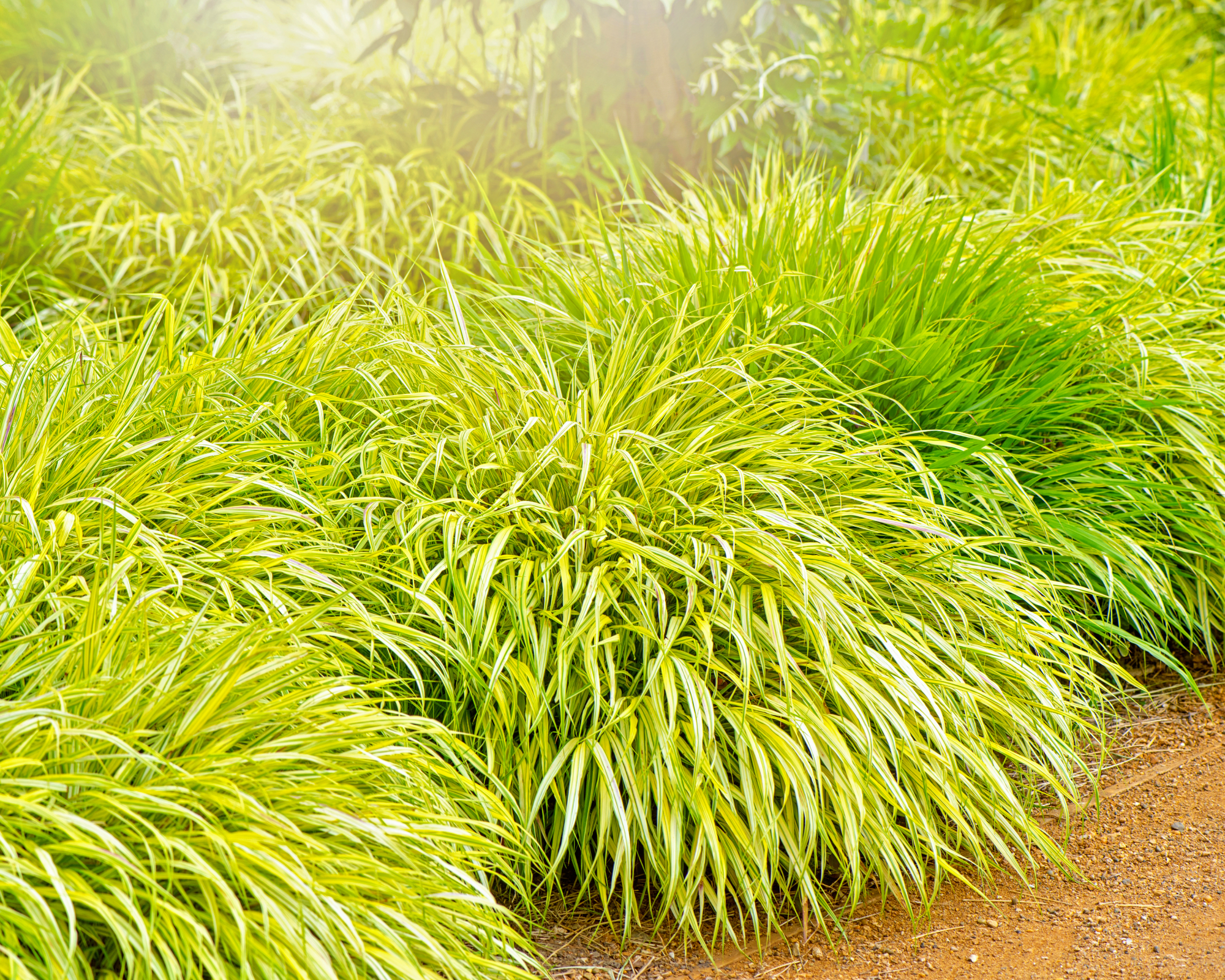 golden Japanese forest grass