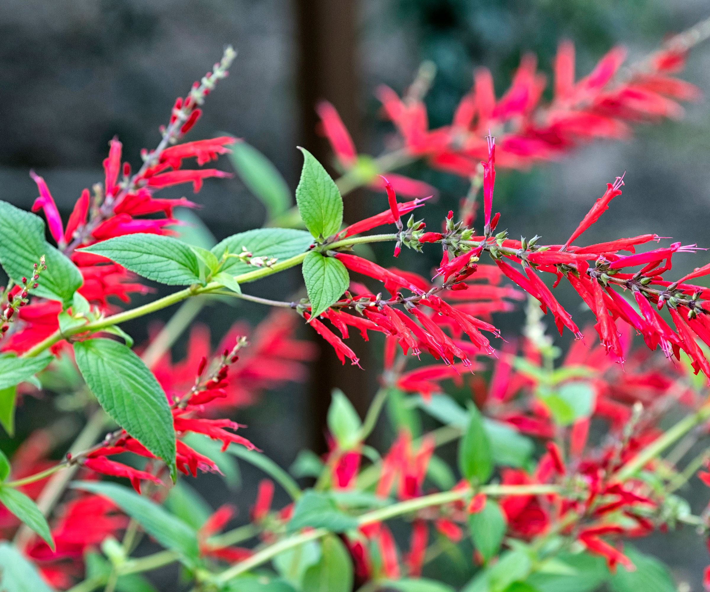 pineapple sage with bright red flowers