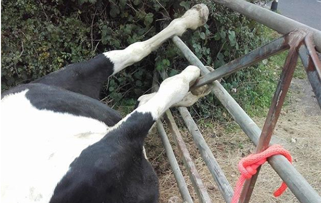 phoebe horse 1