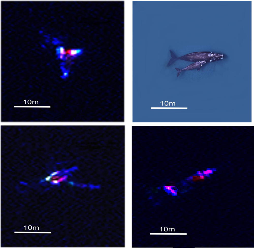 Satellite View of Southern Right Whales 