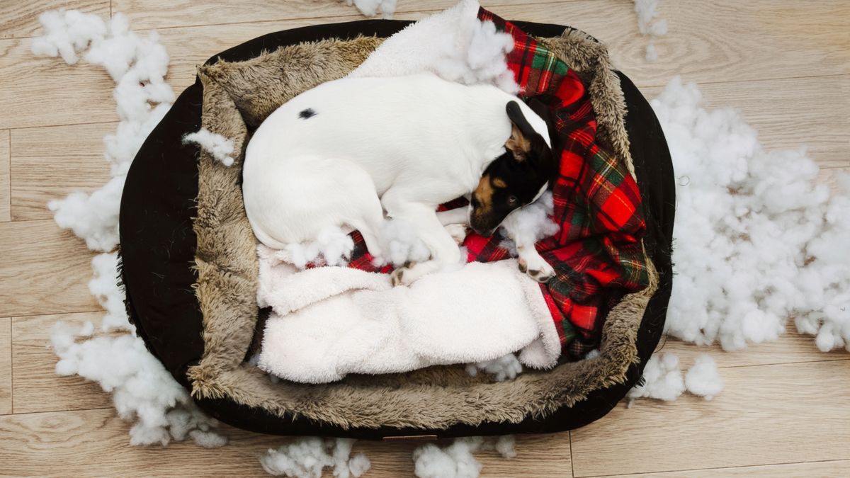 Why do dogs chew their beds PetsRadar