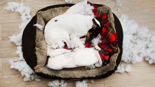 Dog curled up in bed after pulling stuffing out