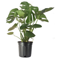 American Plant Exchange Split Leaf Philodendron Monstera Deliciosa, Amazon