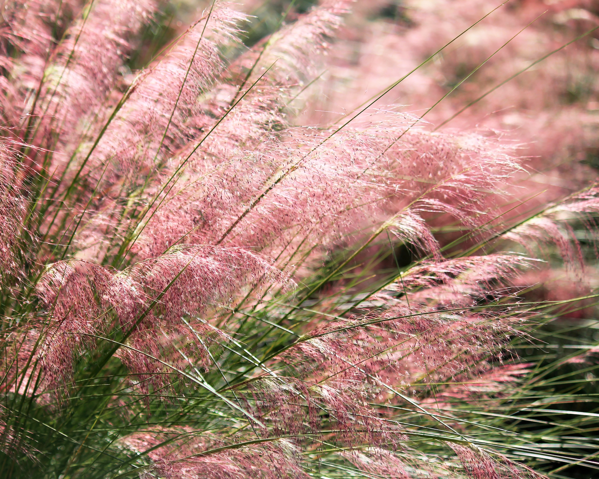 Pink muhly grass is a hardy ornamental grass that grows in clumps