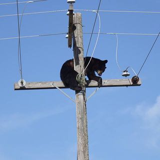 Bear takes 'power nap' atop Saskatchewan electricity pole | The Week