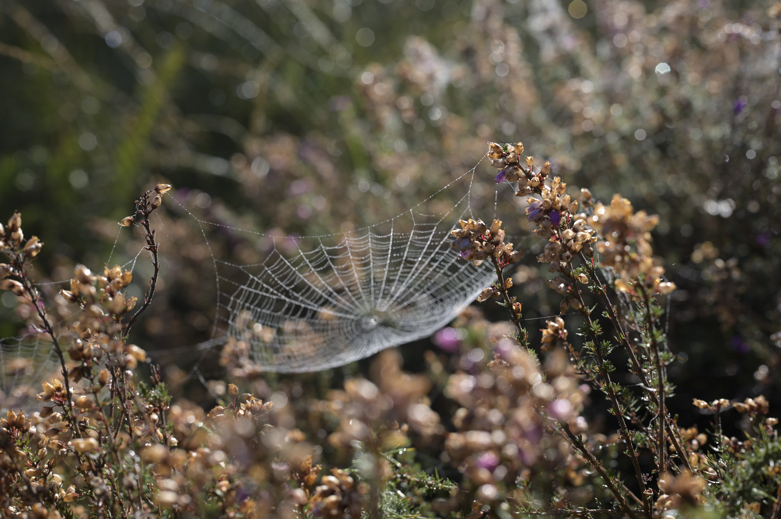 Cobweb on heather, taken with the Nikon Z 50mm f/1.4 lens