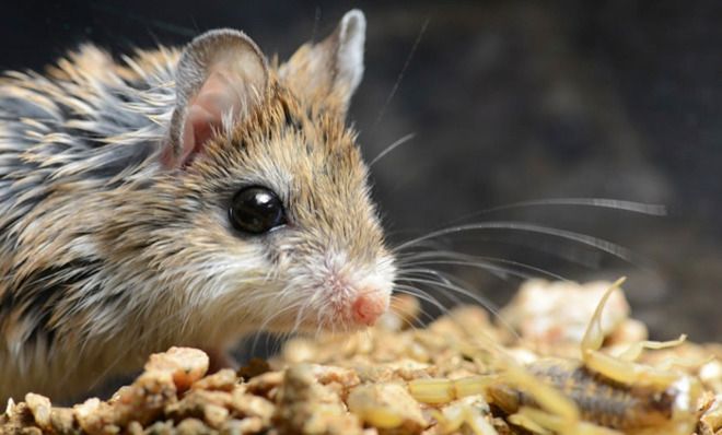 Grasshopper mouse