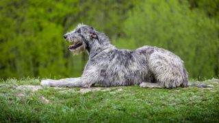 Scottish deerhound lying down