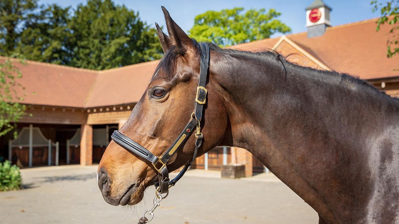 Albion patent leather padded headcollar review
