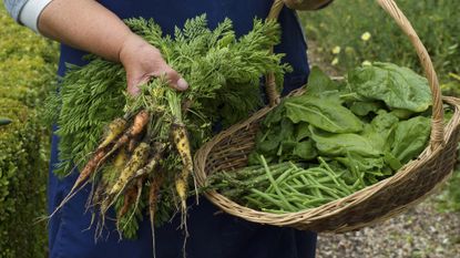 how to grow carrots mixed varieties picked with other veg