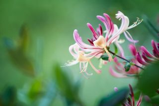 best climbing plants: scented honeysuckle